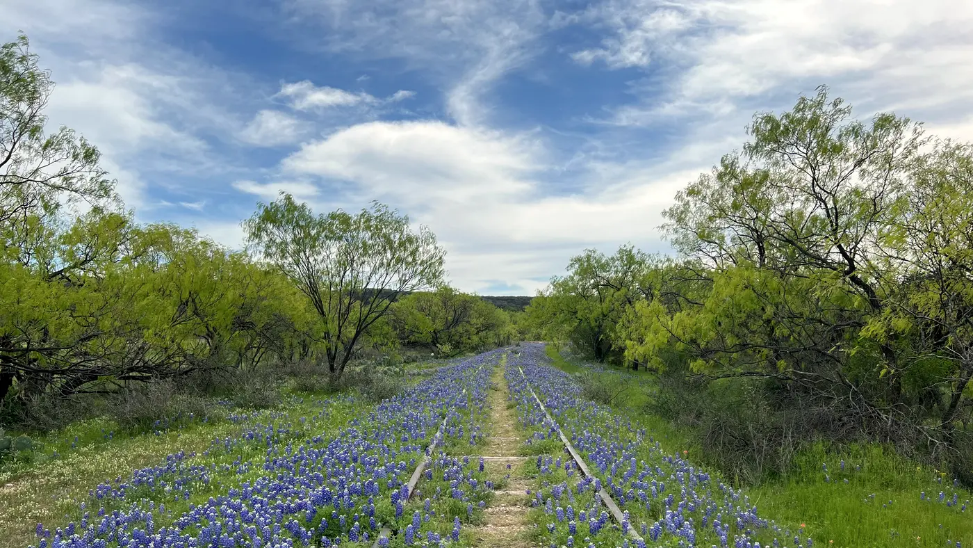Bluebonnets blooming along an old railroad track in Texas
