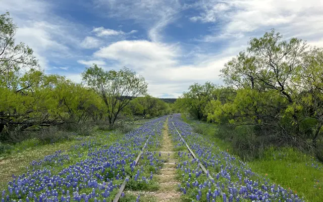 Bluebonnets blooming along an old railroad track in Texas