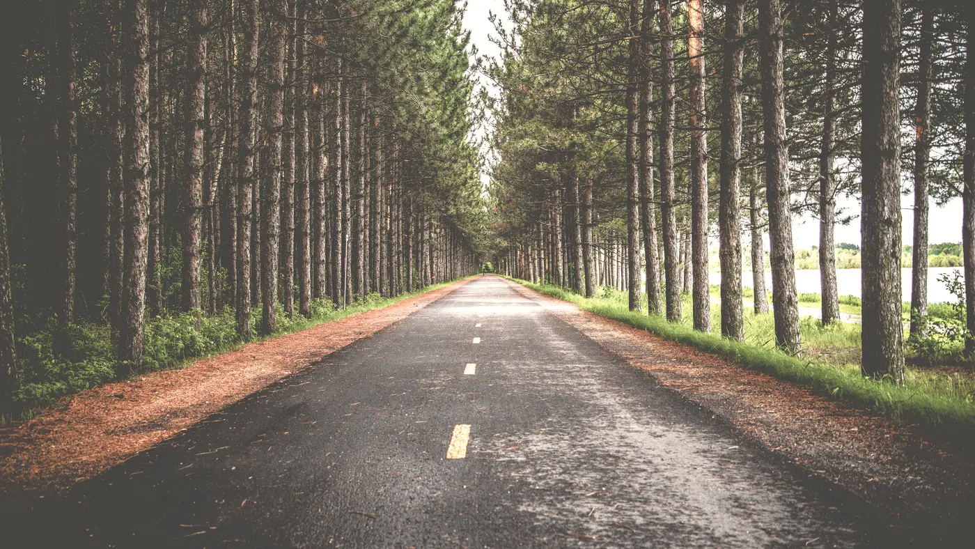 Straight country road lined with tall pine trees