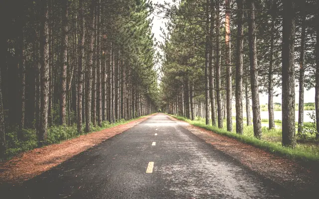 Straight country road lined with tall pine trees