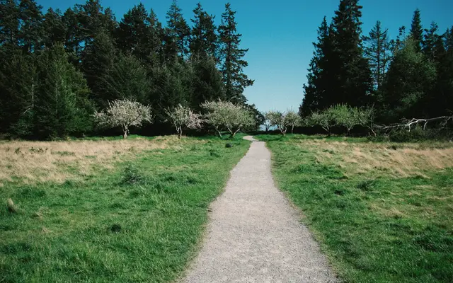Gravel path through a green meadow toward a line of trees
