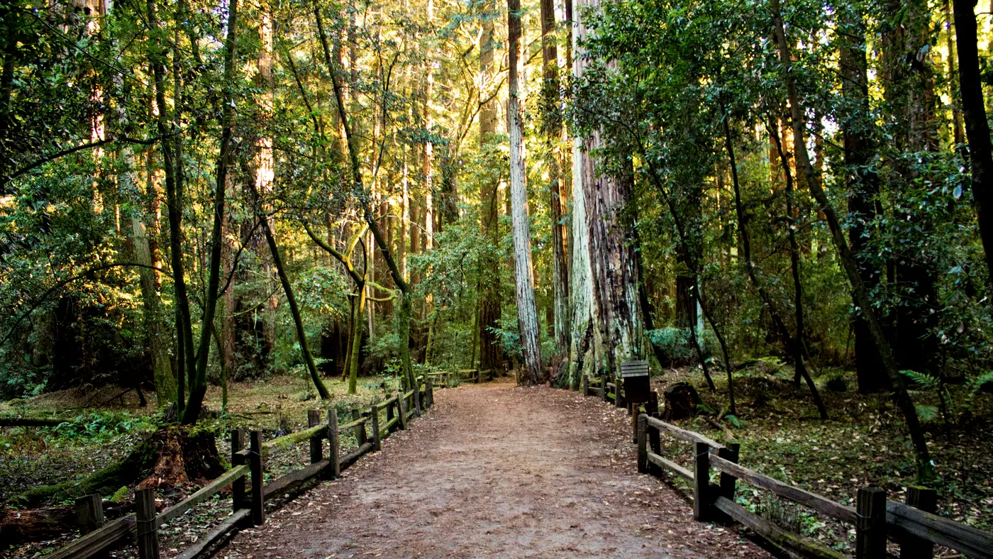 Dirt trail with wooden fences through a sunlit forest