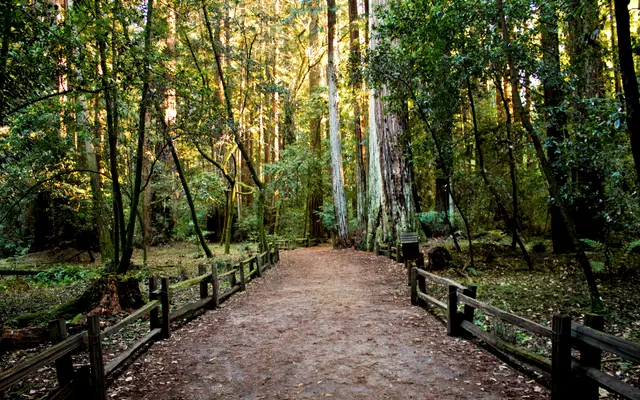 Dirt trail with wooden fences through a sunlit forest
