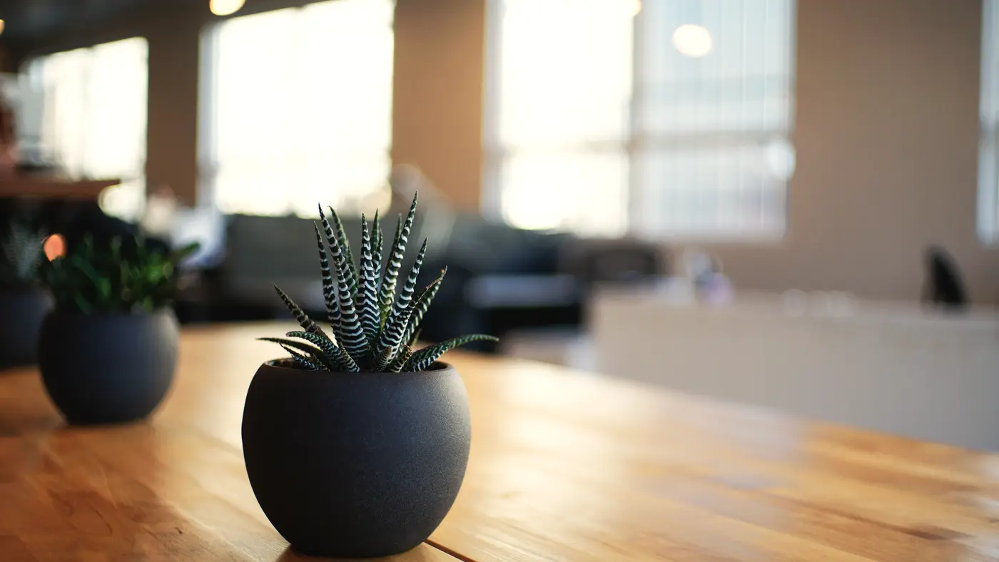 Small succulent plant on a wooden table in a bright office