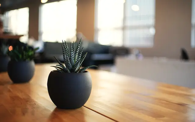 Small succulent plant on a wooden table in a bright office