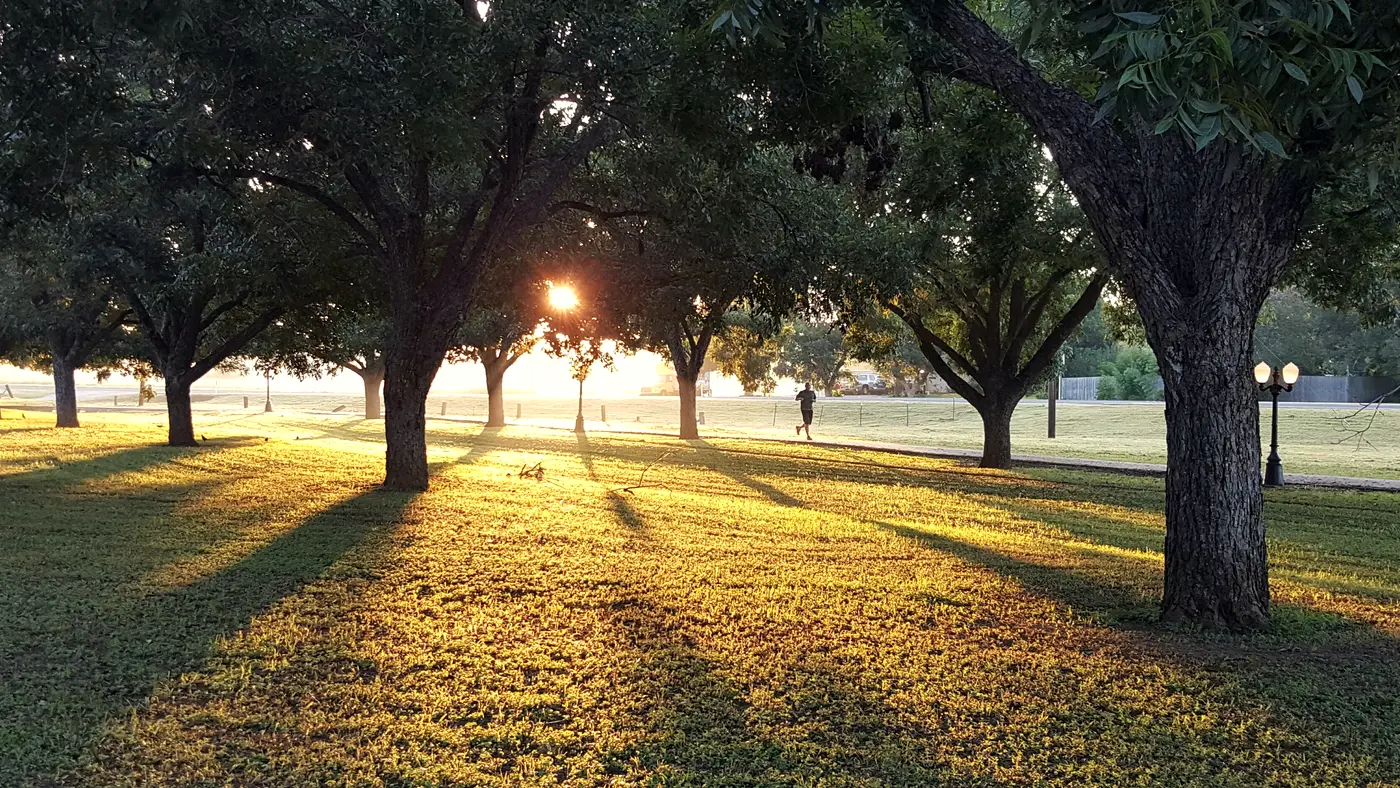 Mature shade trees on a park lawn at sunrise