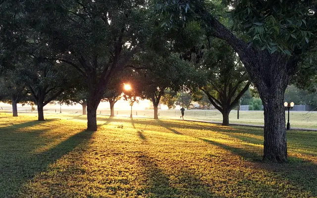 Mature shade trees on a park lawn at sunrise