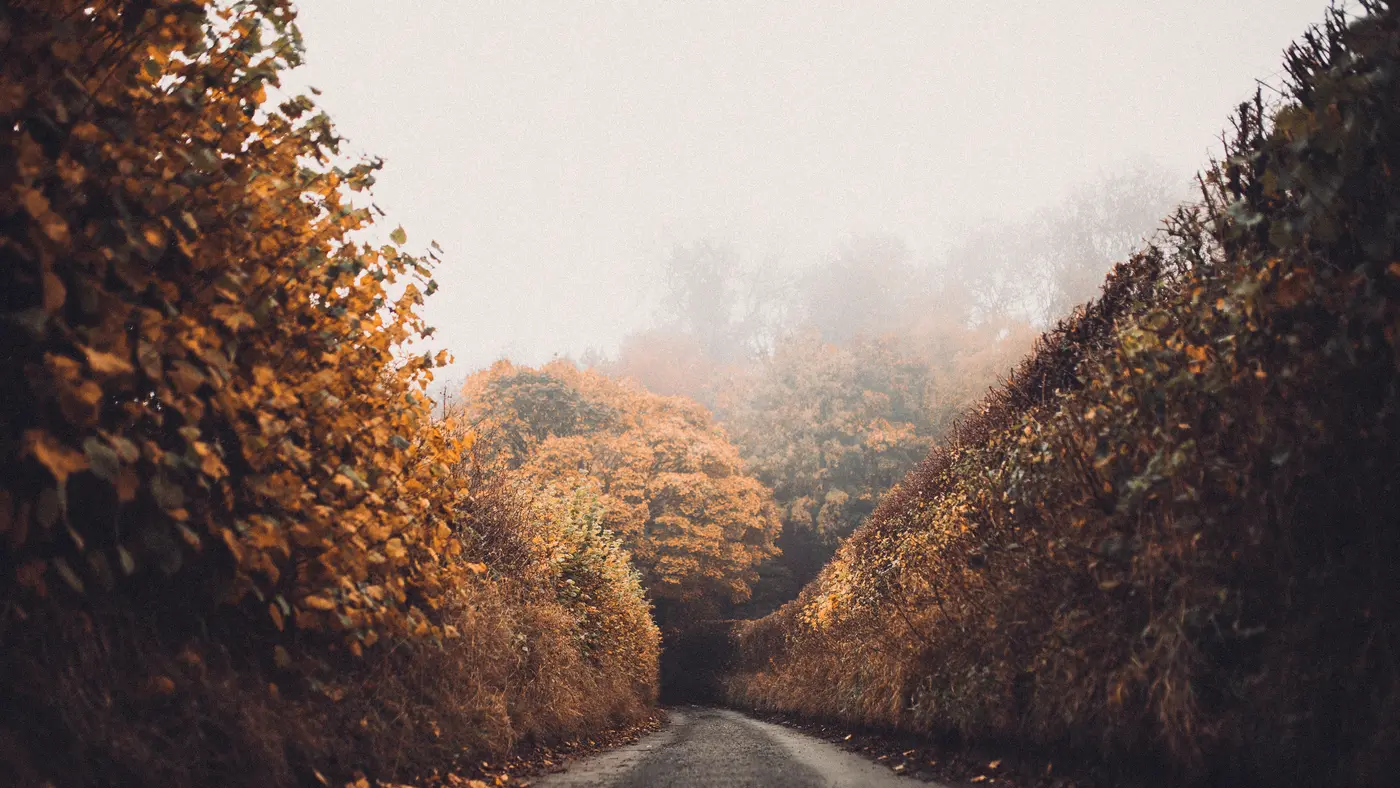 Empty road curving between autumn hedges into morning fog