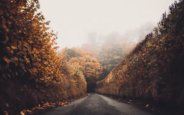 Empty road curving between autumn hedges into morning fog