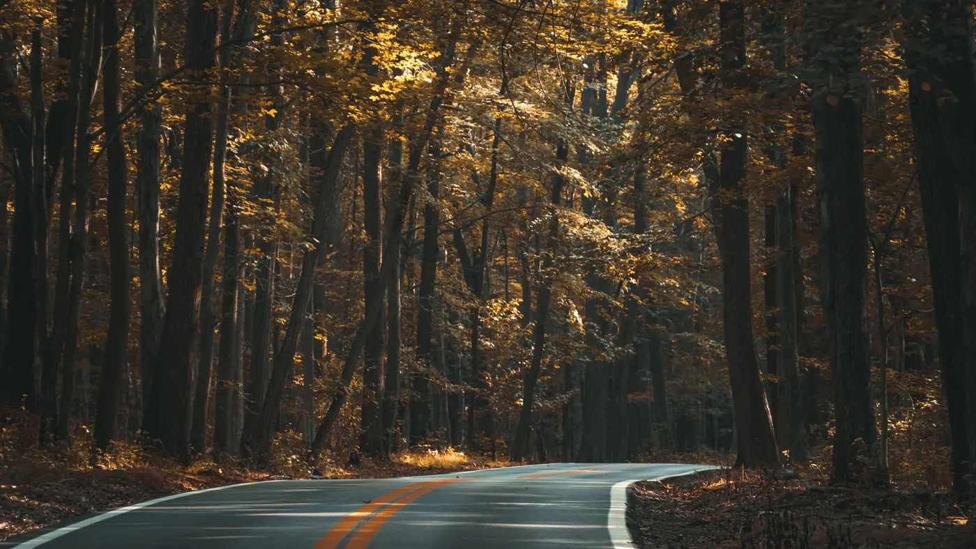 Curving road through a dark autumn forest