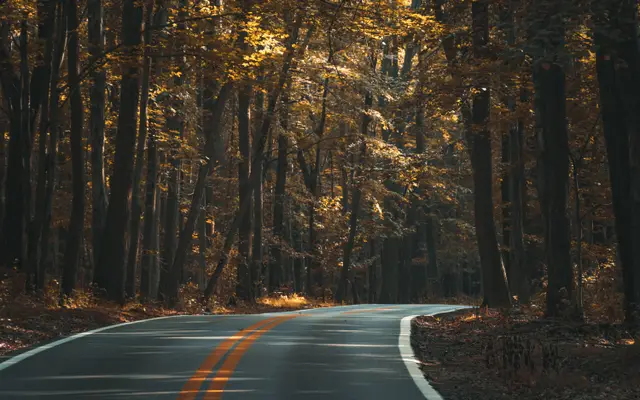 Curving road through a dark autumn forest