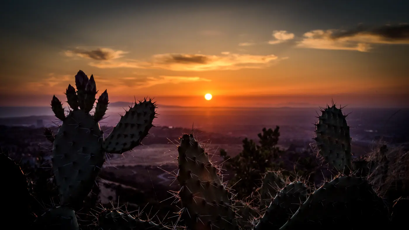 Prickly pear cactus silhouetted against an evening sunset