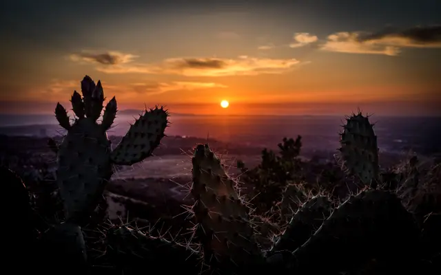 Prickly pear cactus silhouetted against an evening sunset