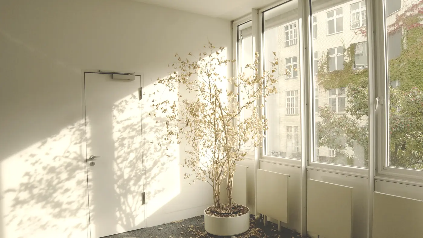 Quiet empty sunlit room with a closed door and potted tree