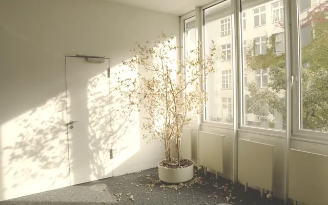 Quiet empty sunlit room with a closed door and potted tree