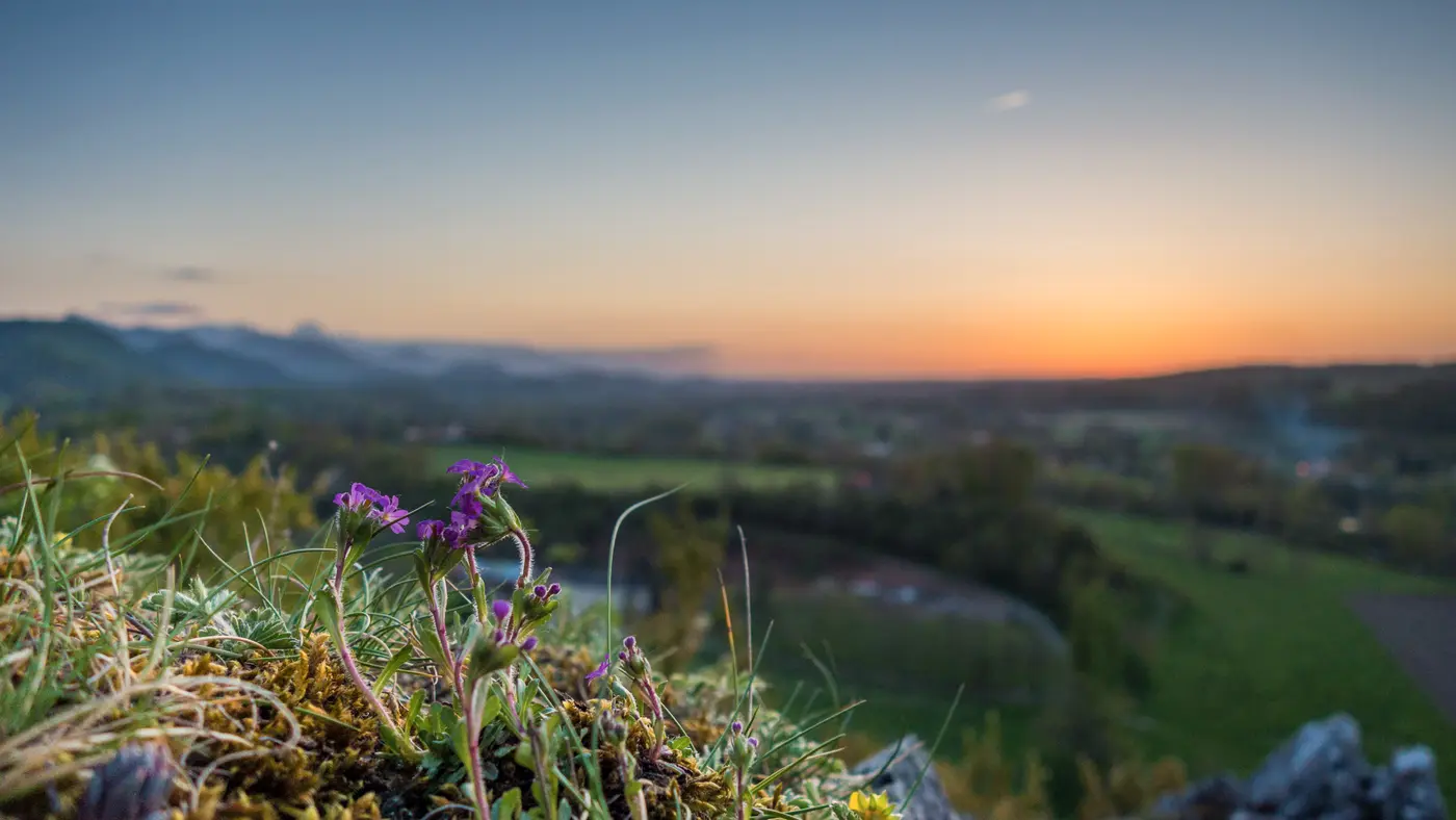 Wildflowers on a hillside above a green valley at sunset