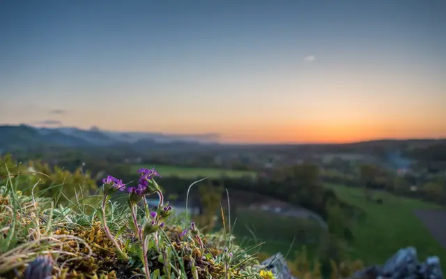 Wildflowers on a hillside above a green valley at sunset