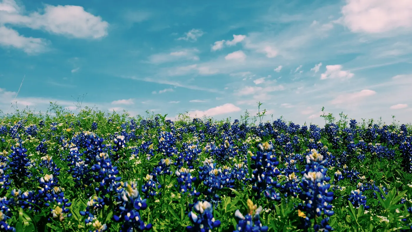 Field of blue bluebonnets under a bright spring sky