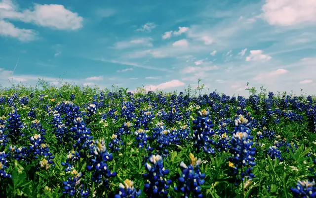 Field of blue bluebonnets under a bright spring sky
