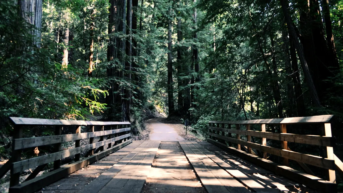 Wooden footbridge leading onto a path through tall forest