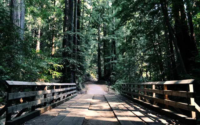 Wooden footbridge leading onto a path through tall forest