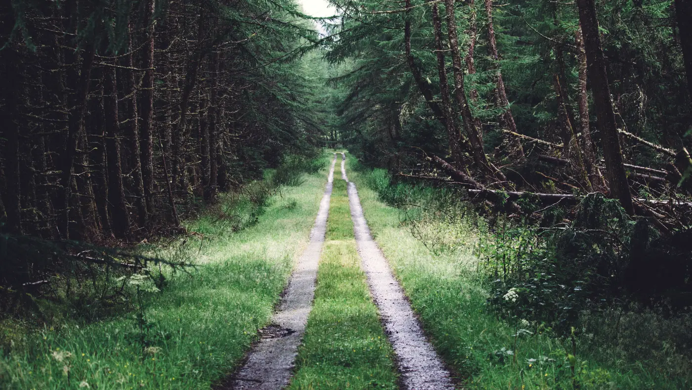 Grassy two-track road running through a pine forest