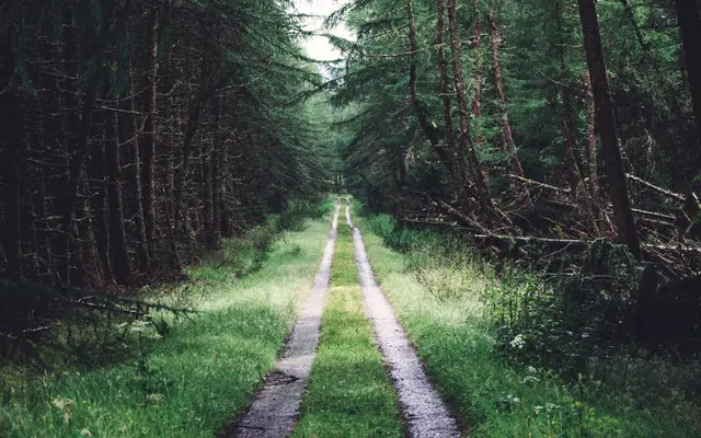 Grassy two-track road running through a pine forest
