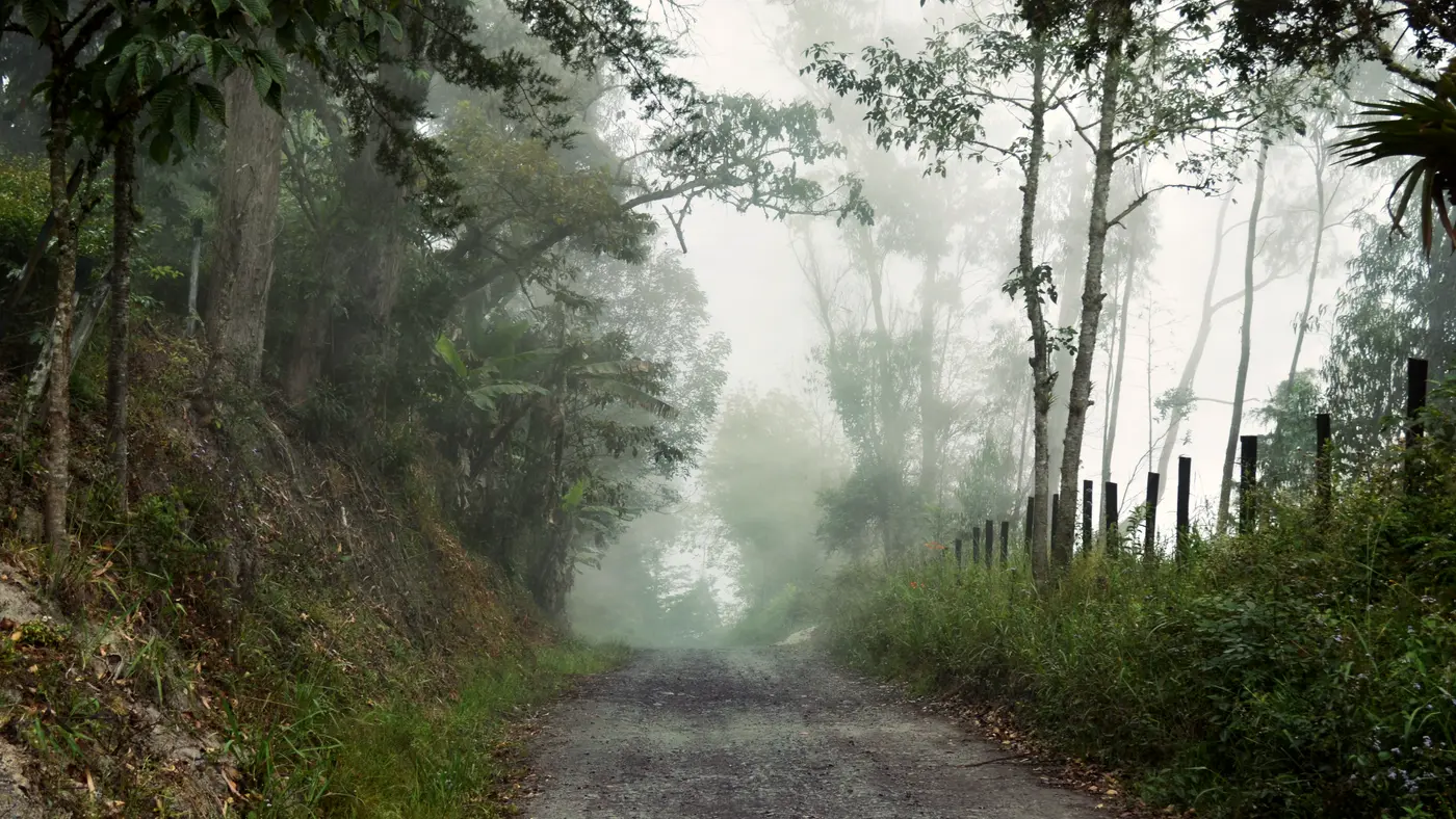 Narrow country lane disappearing into morning fog