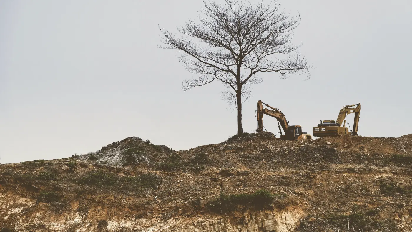 Two excavators on a cleared hilltop beside a bare tree
