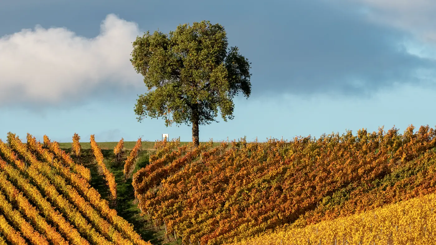 Lone tree on a hill above autumn vineyard rows