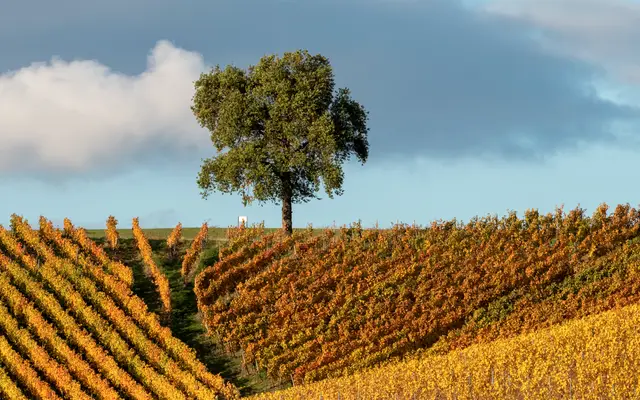 Lone tree on a hill above autumn vineyard rows